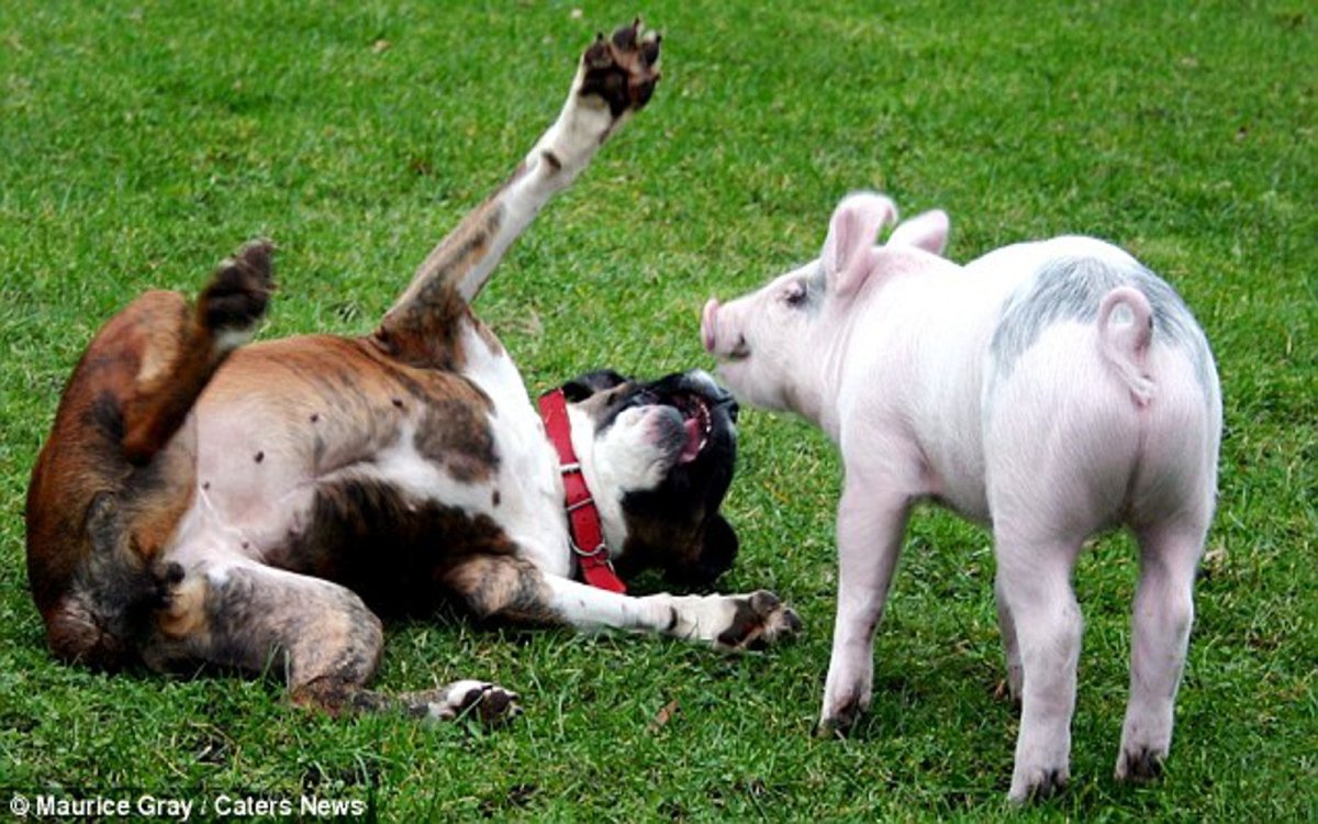 Собака свинья