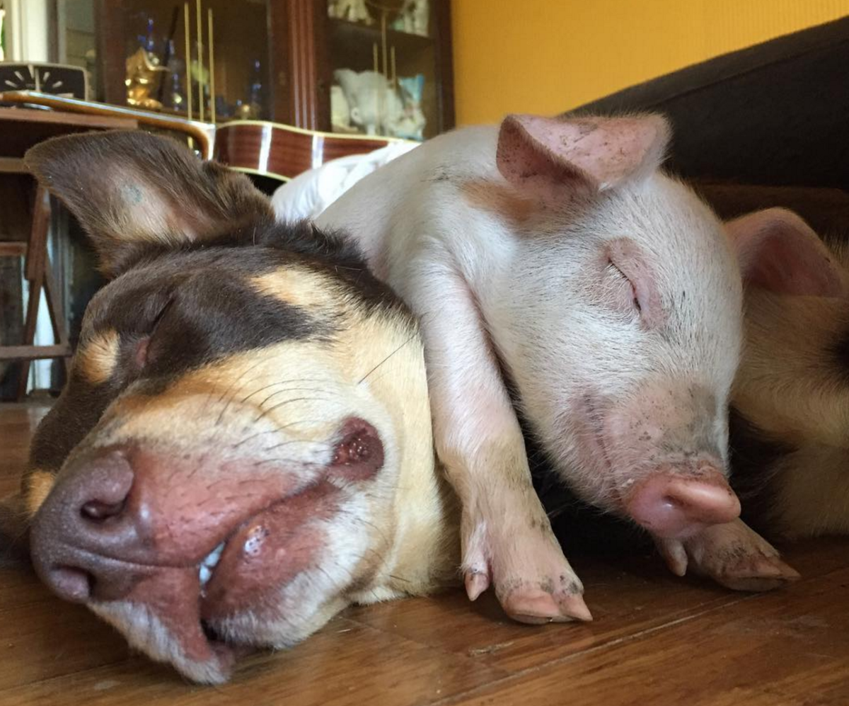 Поросенок и щенок