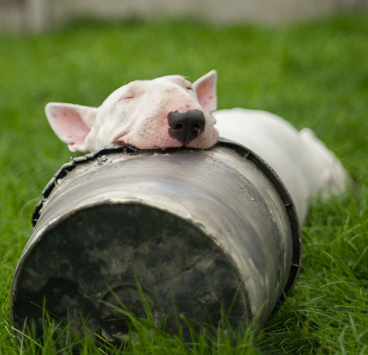 Бультерьер и поросенок