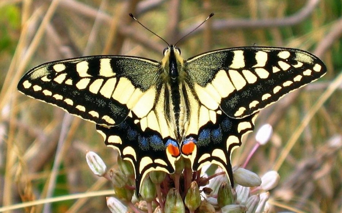 Бабочка Махаон Аполлон