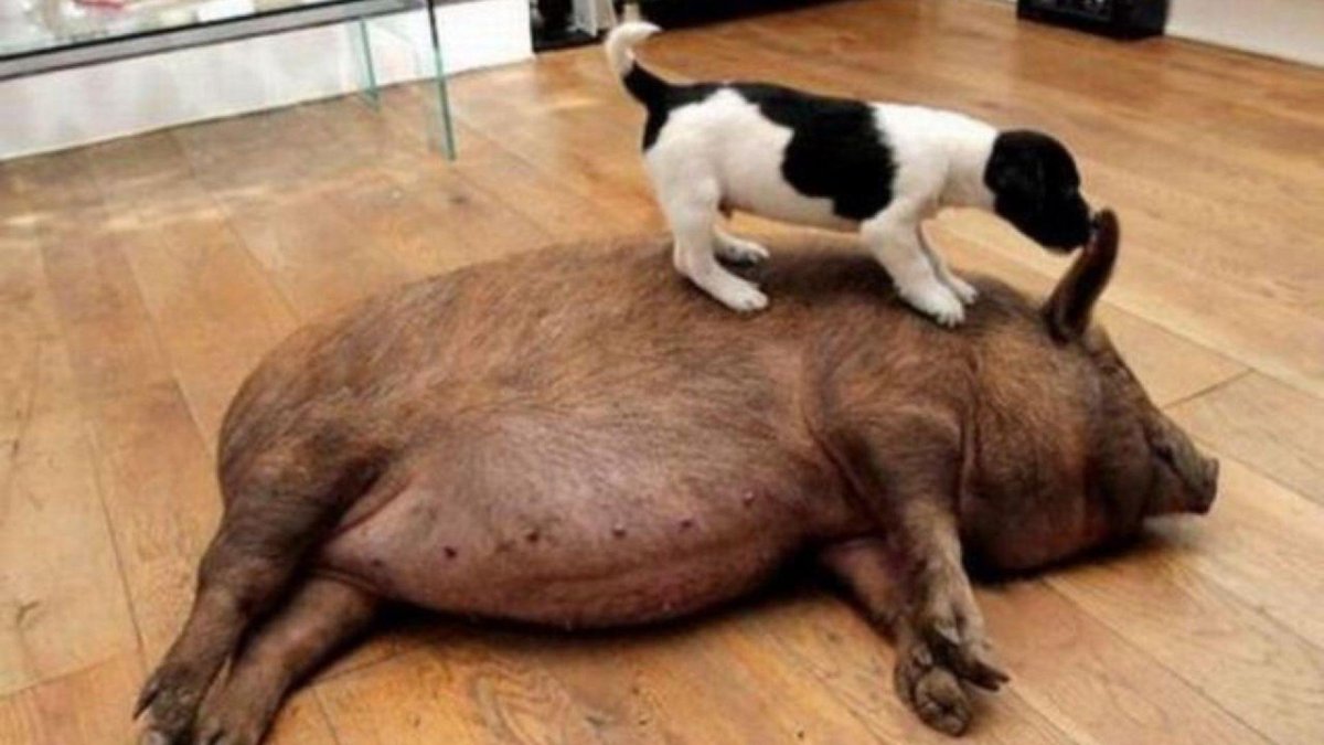 Проснись поросенок