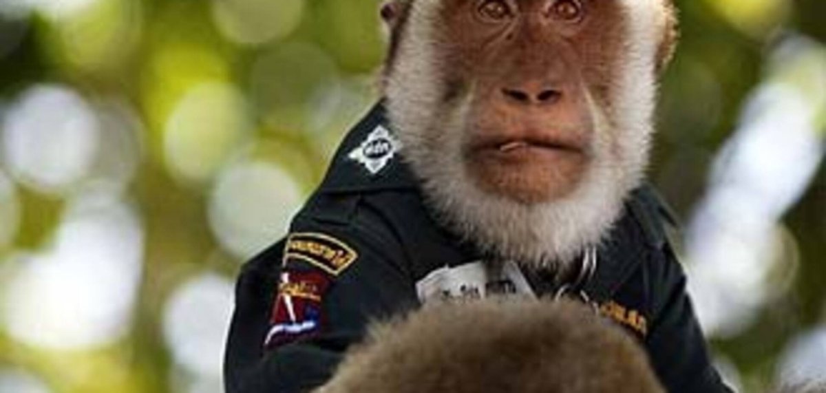 Разные мартышки