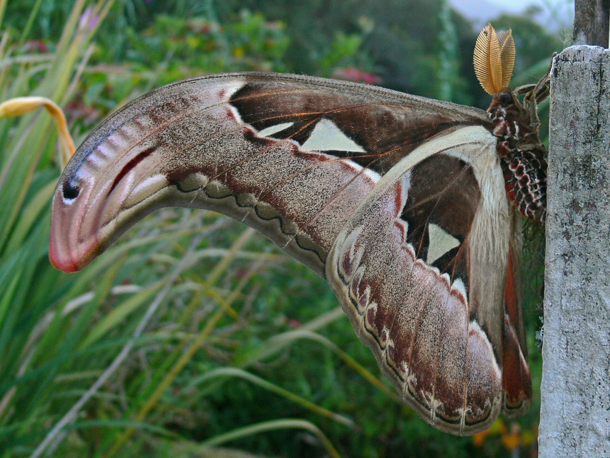 Atlas Moth
