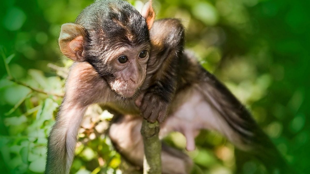 Карликовый капуцин