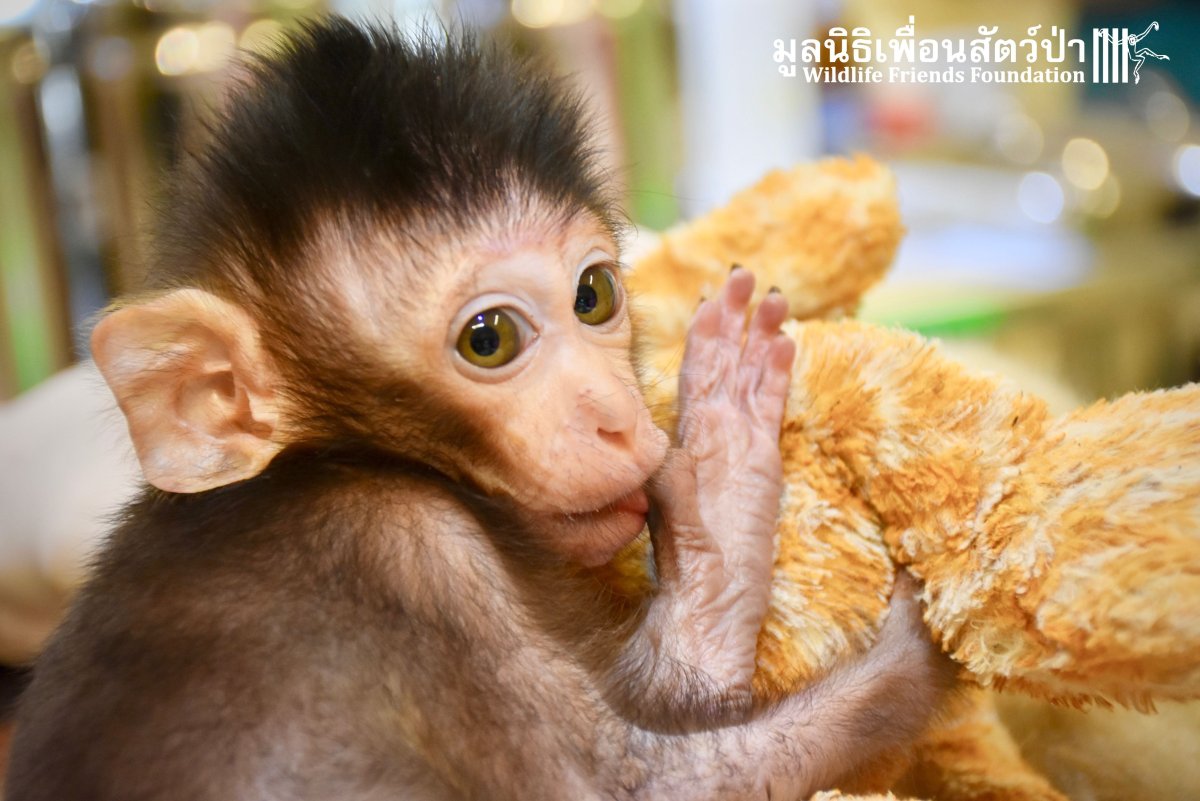 Обезьянка Николаич