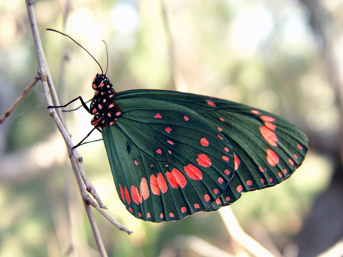 Мадагаскарская бабочка Махаон