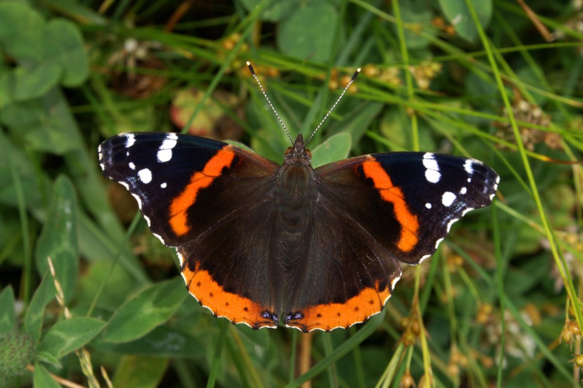 Таволга Адмирал бабочка