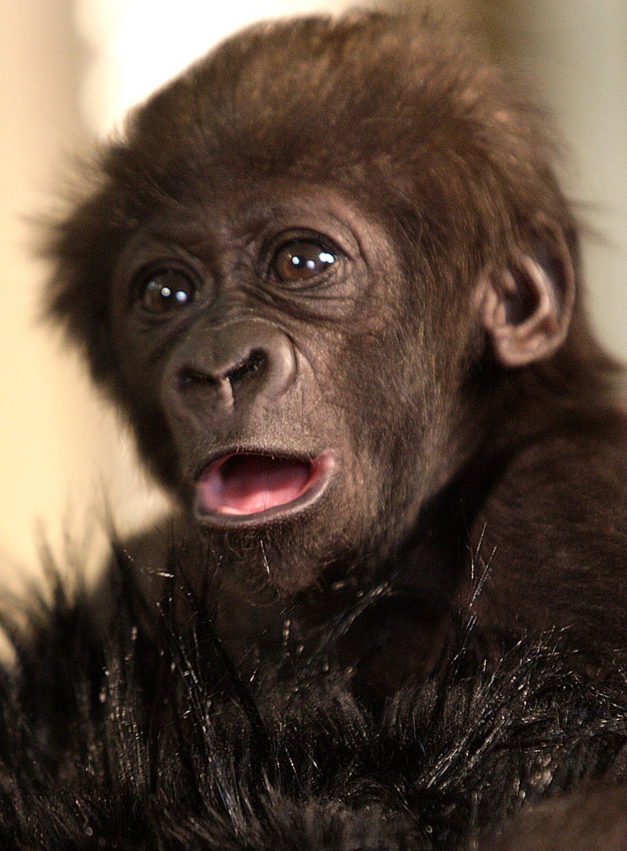 Смешные обезьянки