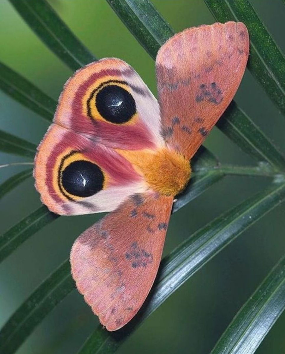 Мотылек бабочка