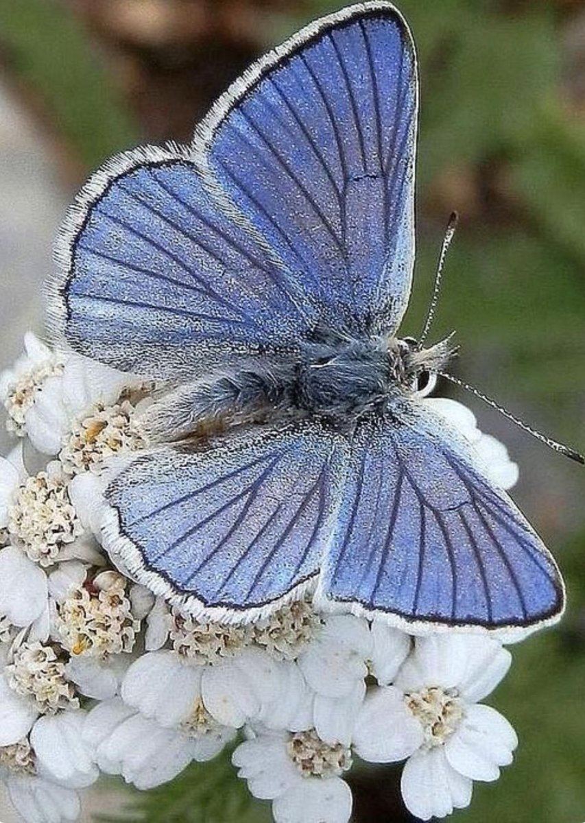 Огеха вид бабочки