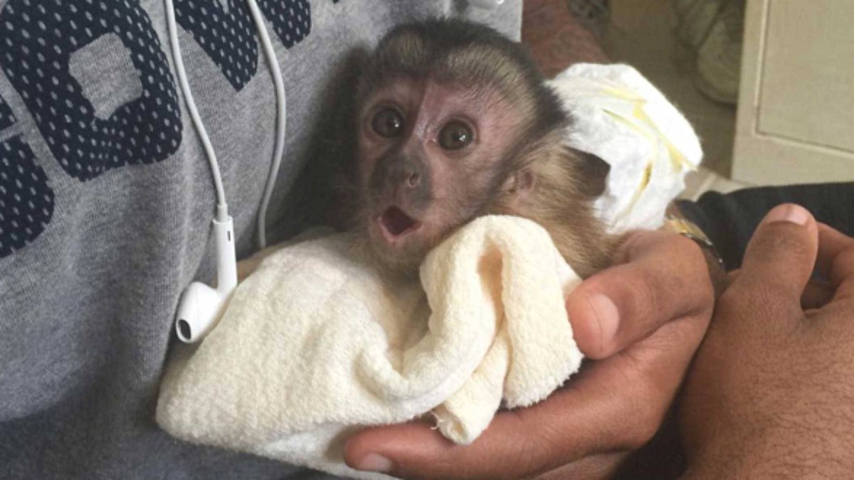 Маленькая домашняя обезьянка