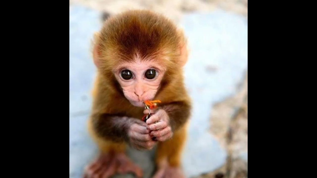 Маймун макаки