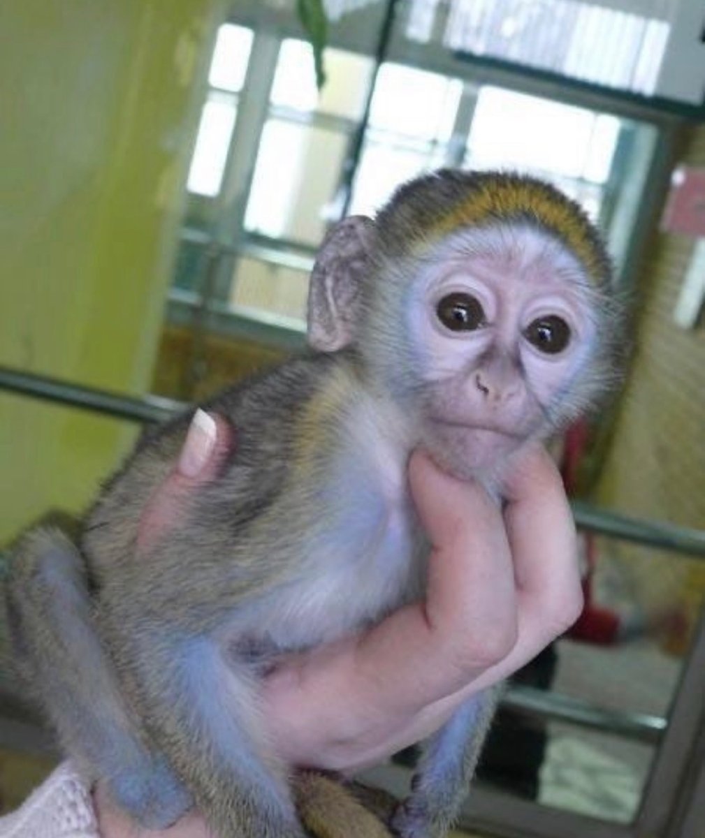 Обезьяна кривляется