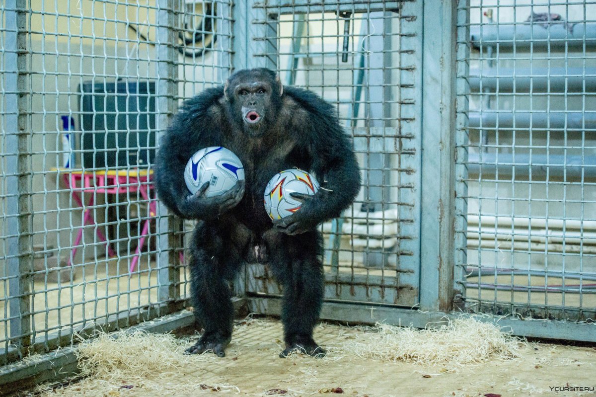Обезьяна улыбается селфи