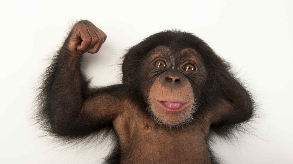 Милые обезьянки