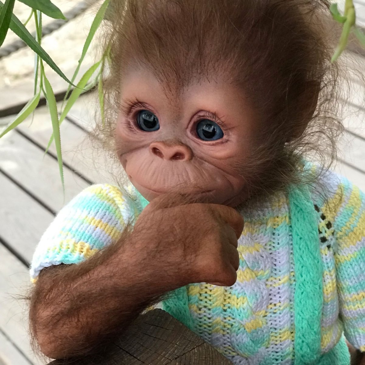 Две обезьяны