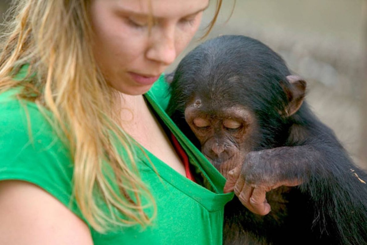 Умная обезьяна