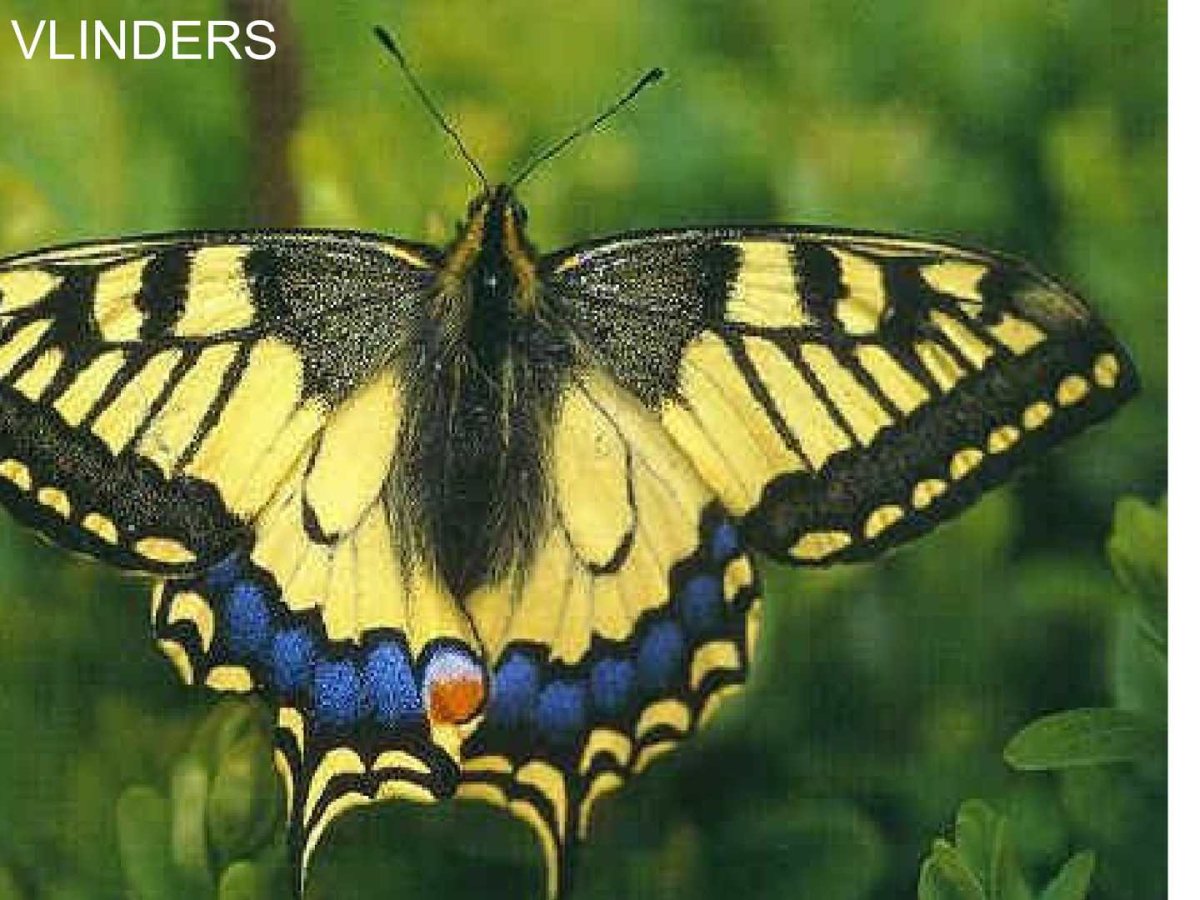 Отряд чешуекрылые