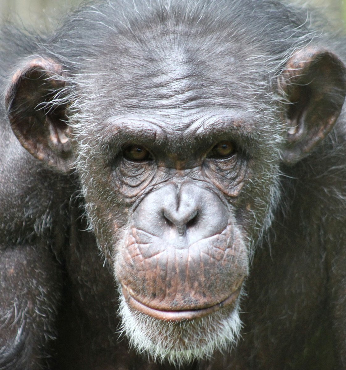 Смешные звери