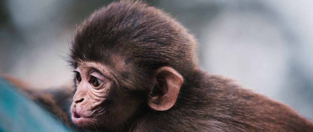 Обезьяна в очках