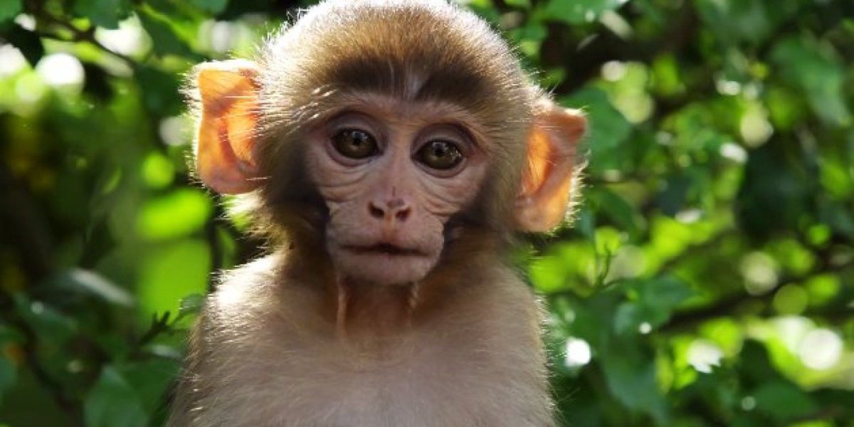 Милая смешная обезьянка