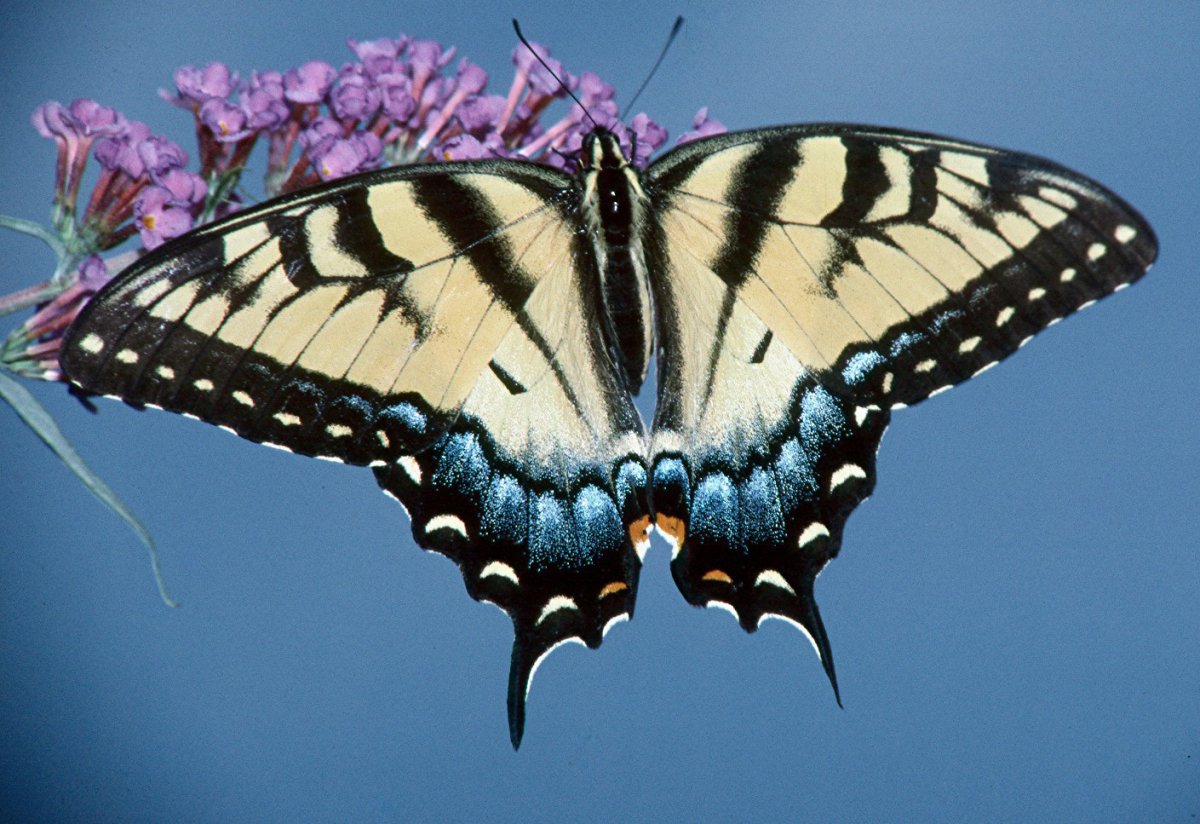 Бабочка траурница