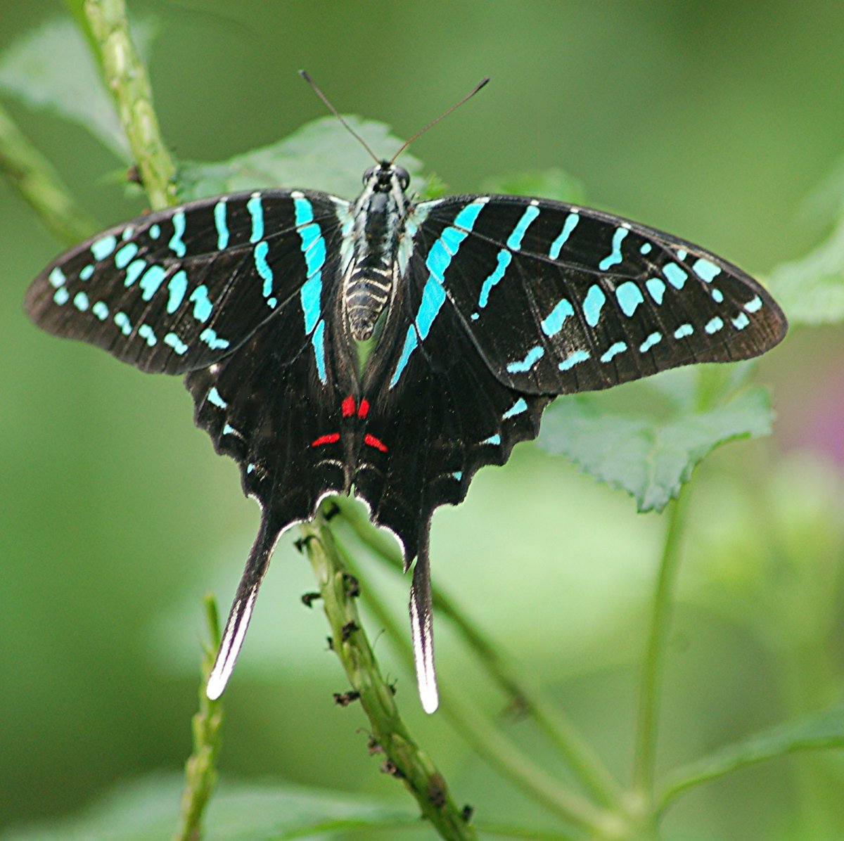 Сатурния цекропия бабочка
