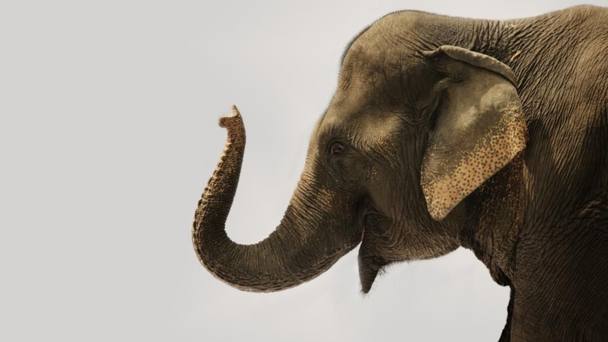 Слон с поднятым хоботом