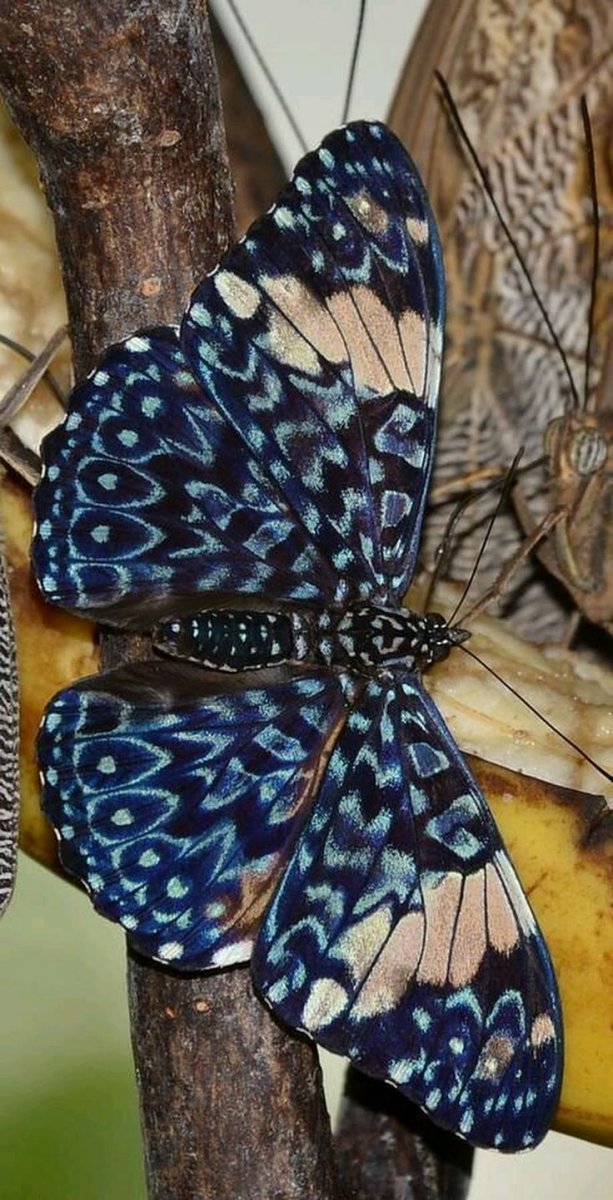 Сатурния цекропия