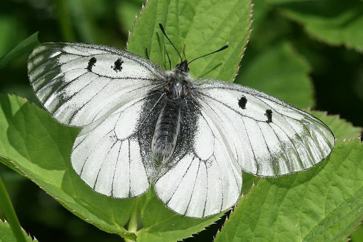 Гималайская пятнистая Королевская бабочка