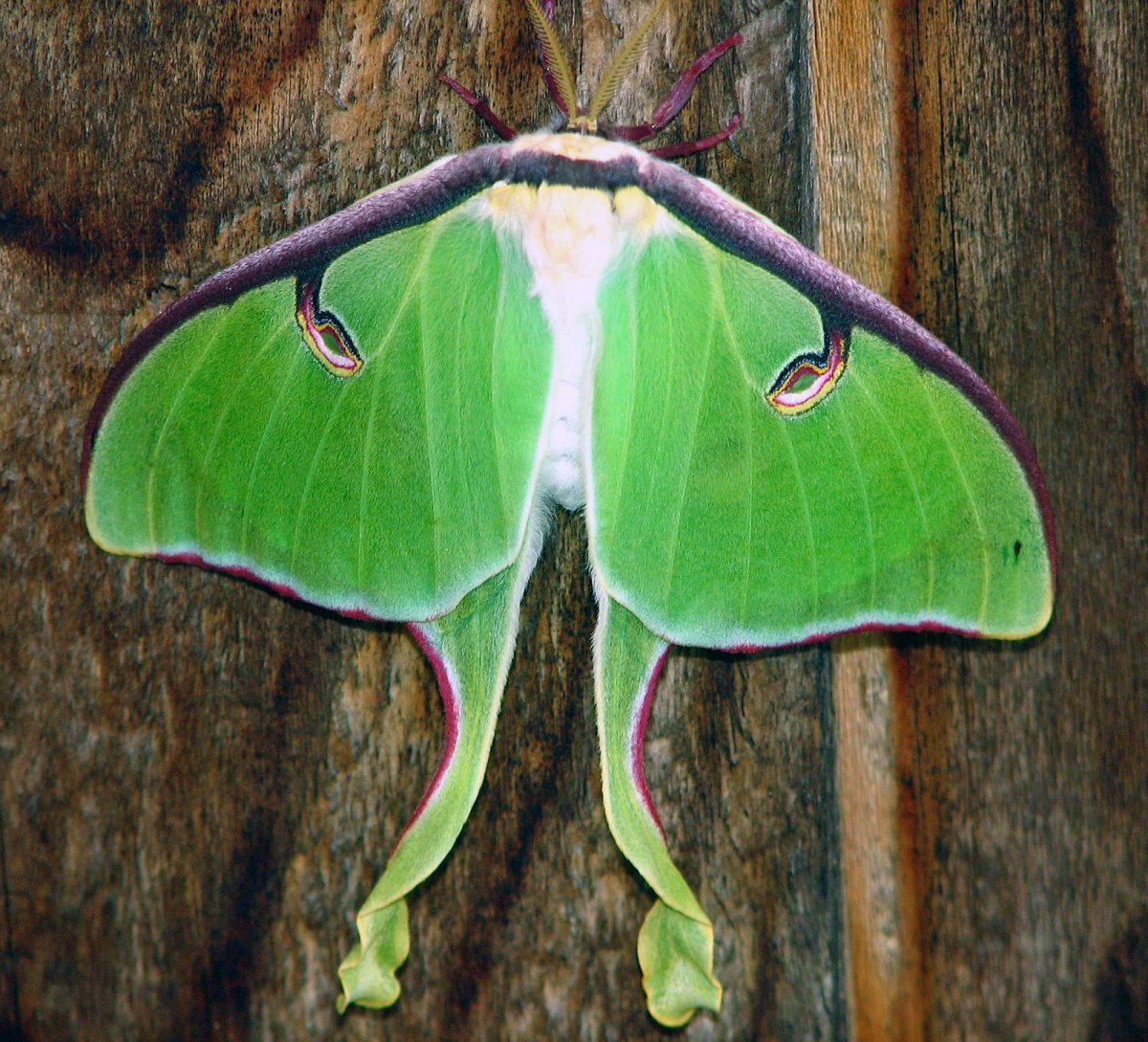 Необычные бабочки