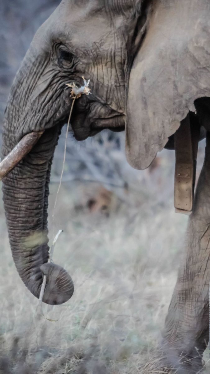 Слон хобот вверх