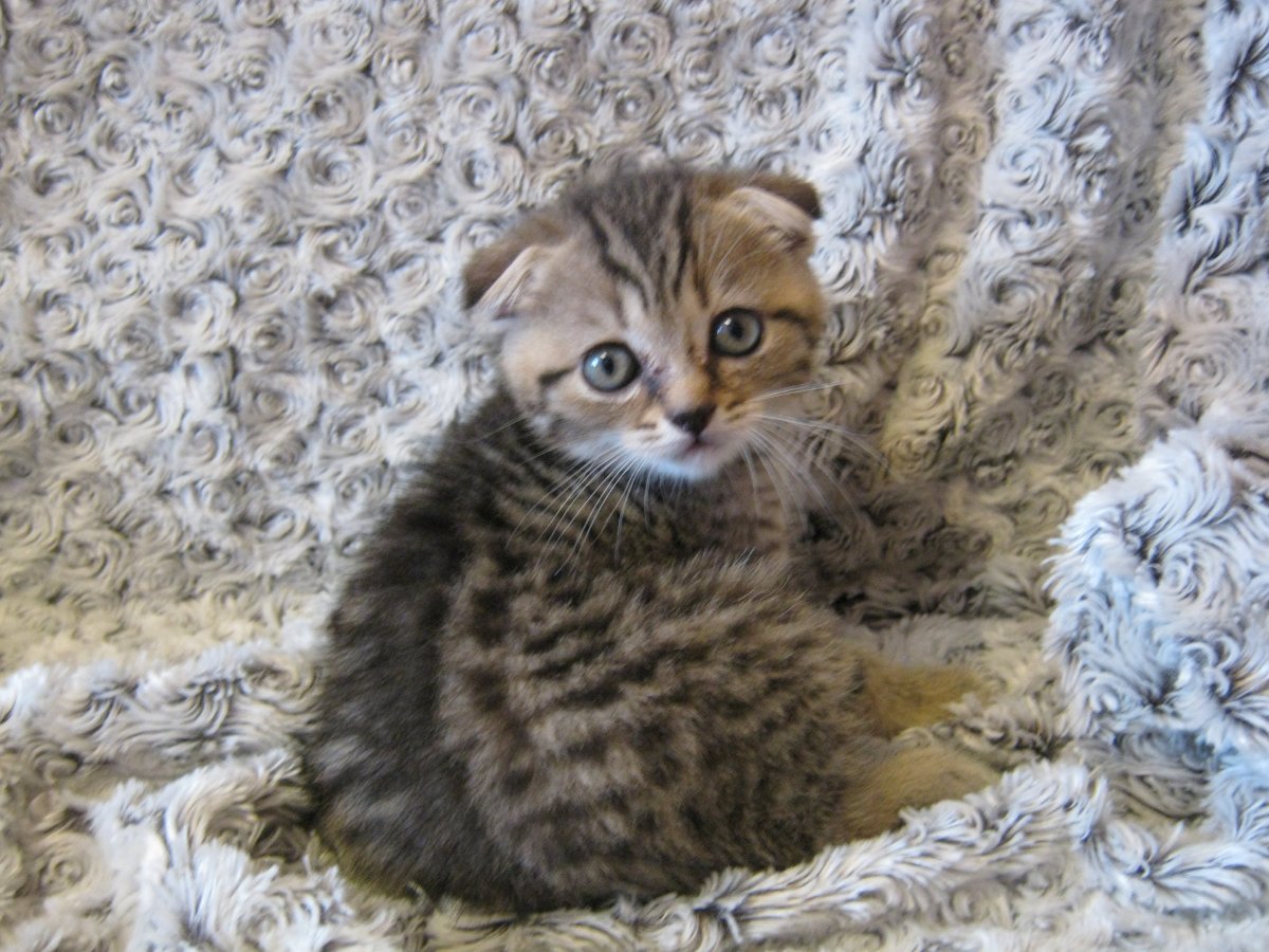 Шотландская вислоухая приют