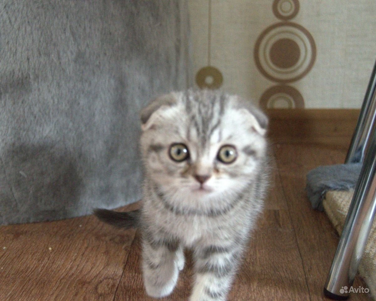 Метис скоттиш фолд