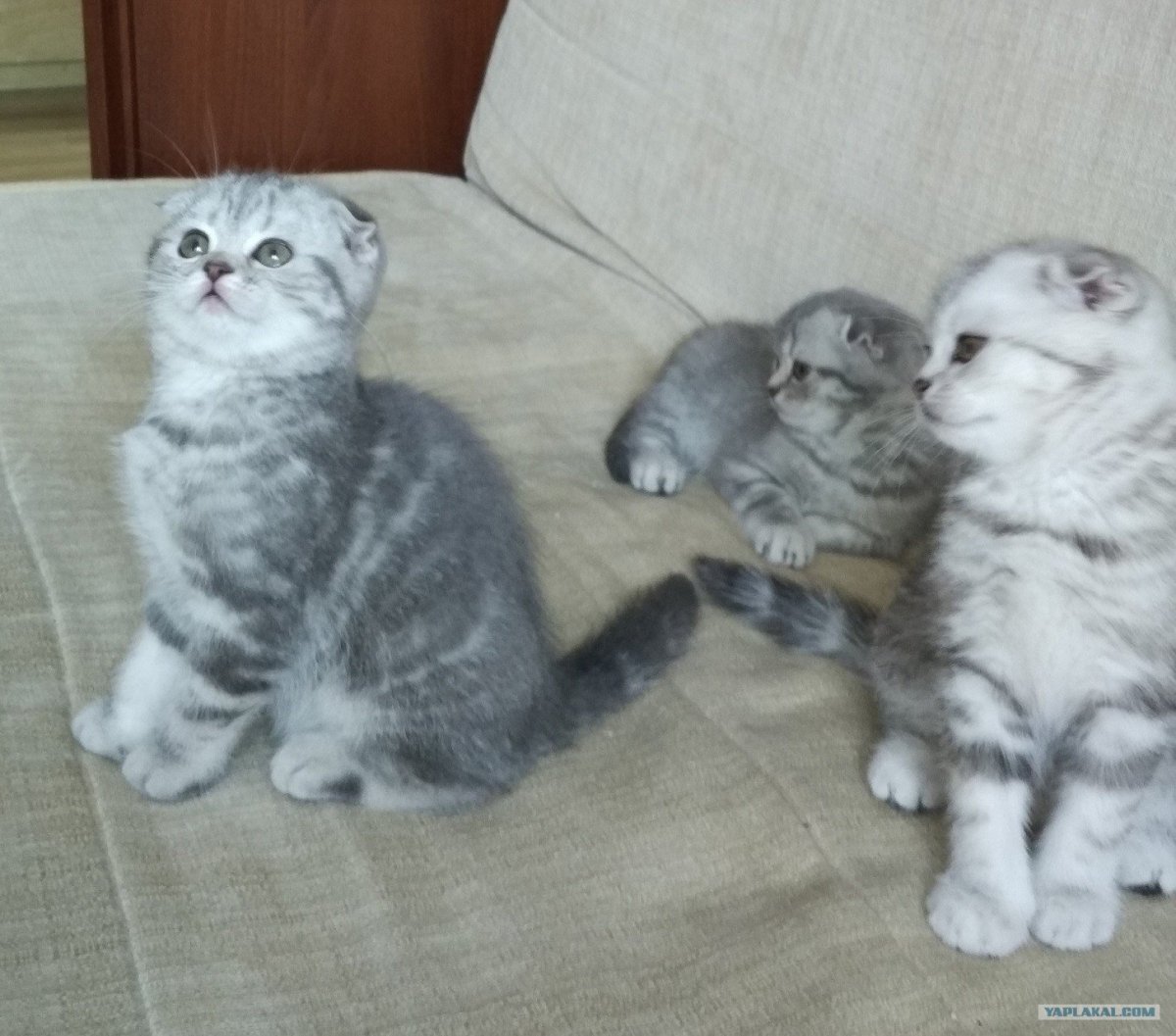 Метис шотландской вислоухой