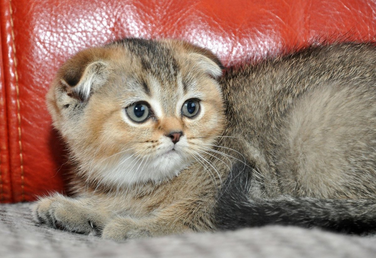 Котята Шотландские вислоухие помесь