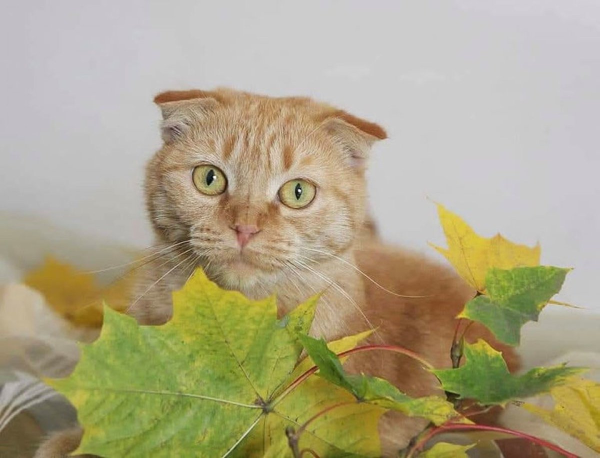 Метис шотландской кошки