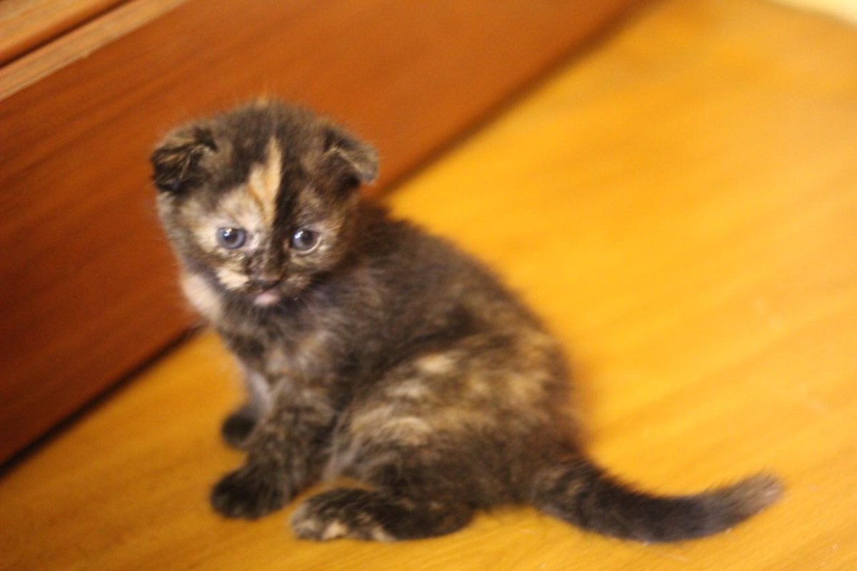 Вислоухие котята шотландцы смесь разношерстная