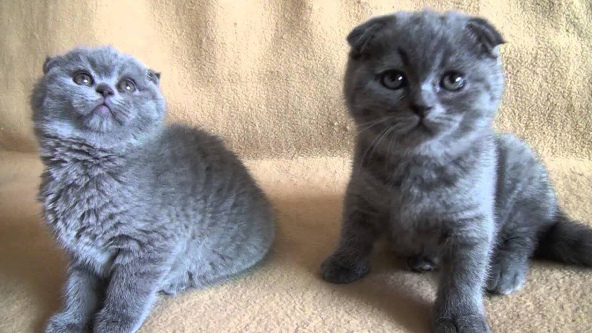Метис Британская короткошёрстная + скоттиш фолд