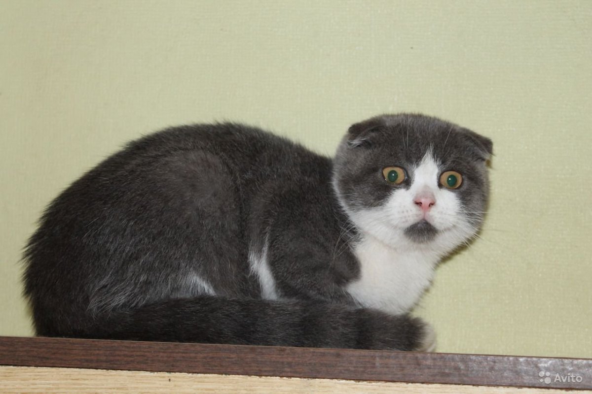 Кошка Ириска