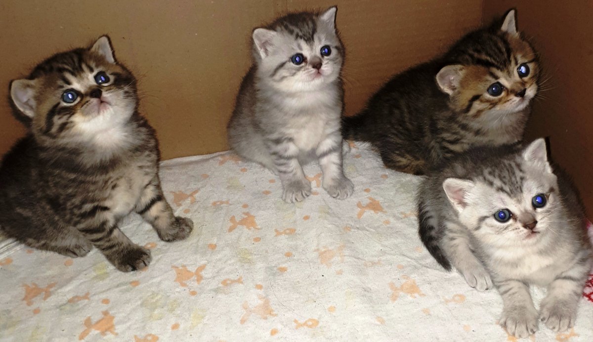 Британская кошка вислоухая серая полосатая