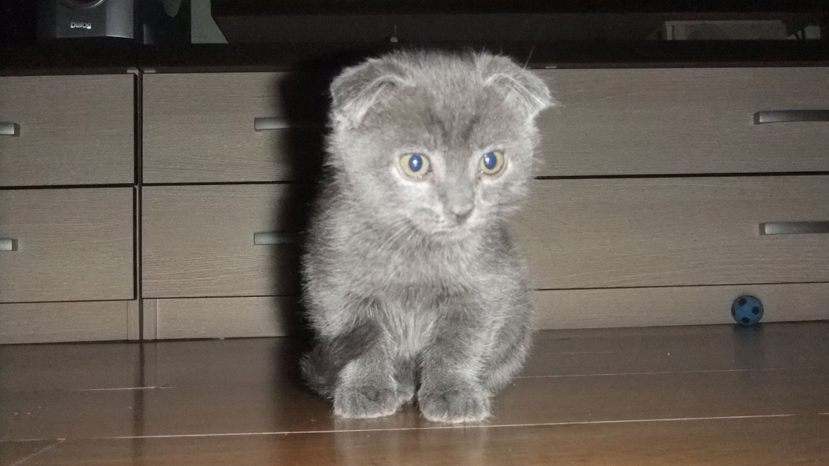 Флэппиг страйт