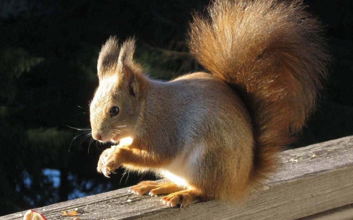 Домашние белки