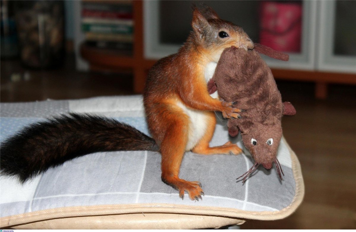 Белка на руке