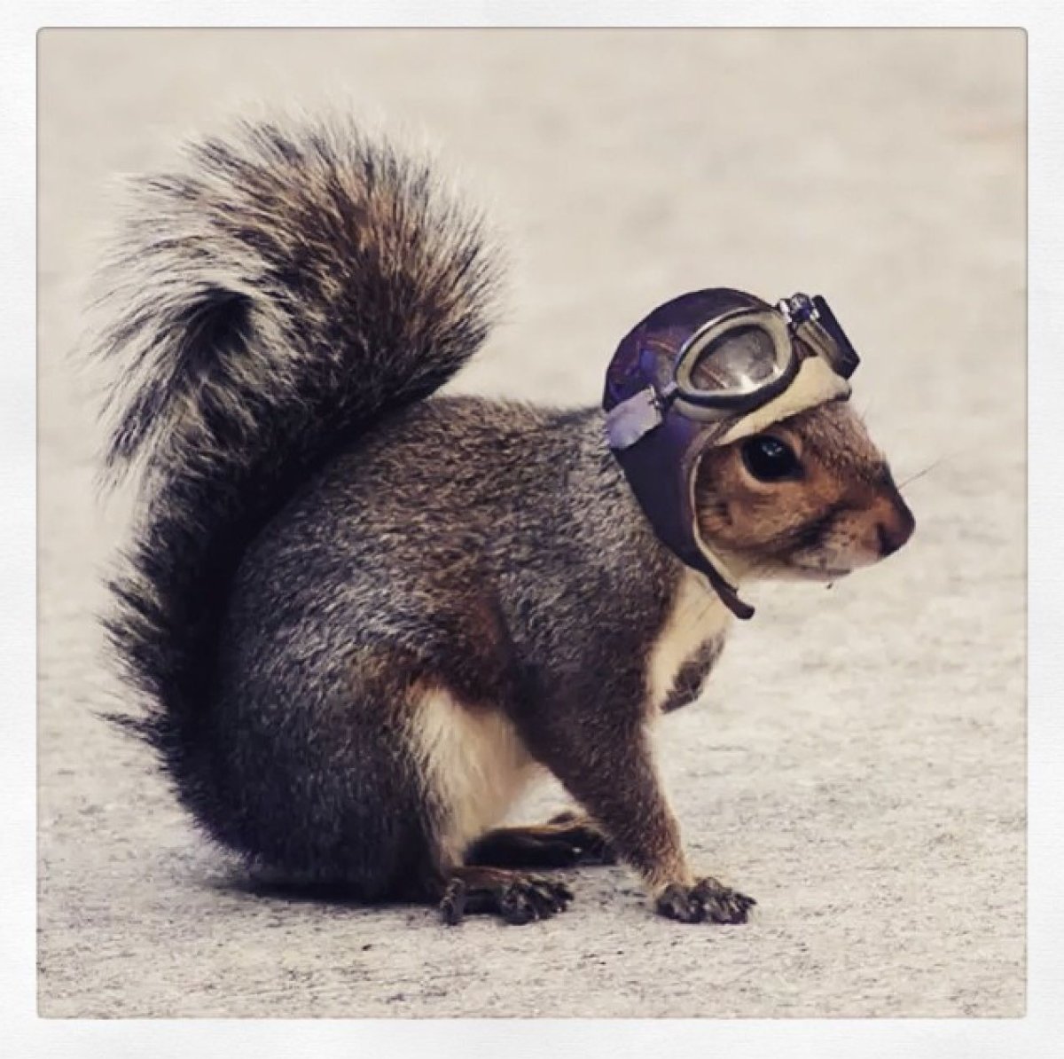 Домашняя белка