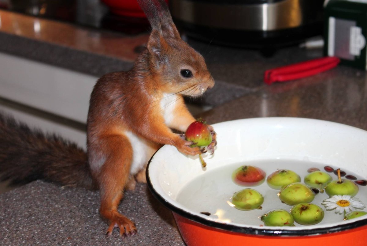 Хищная белка