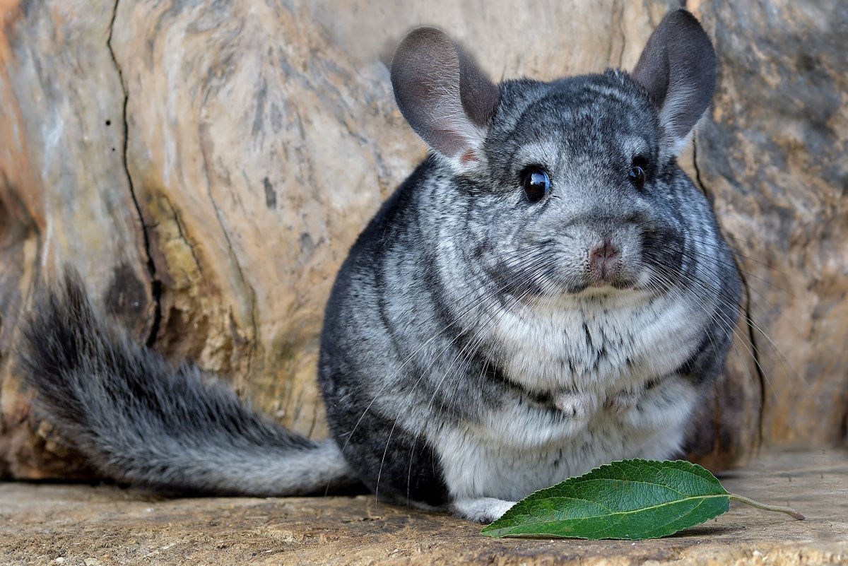 Шиншилла Отрадное