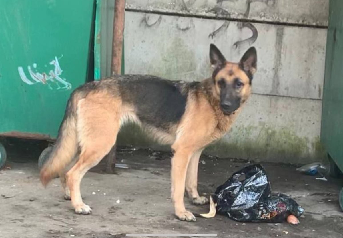 Джим собака немецкая овчарка