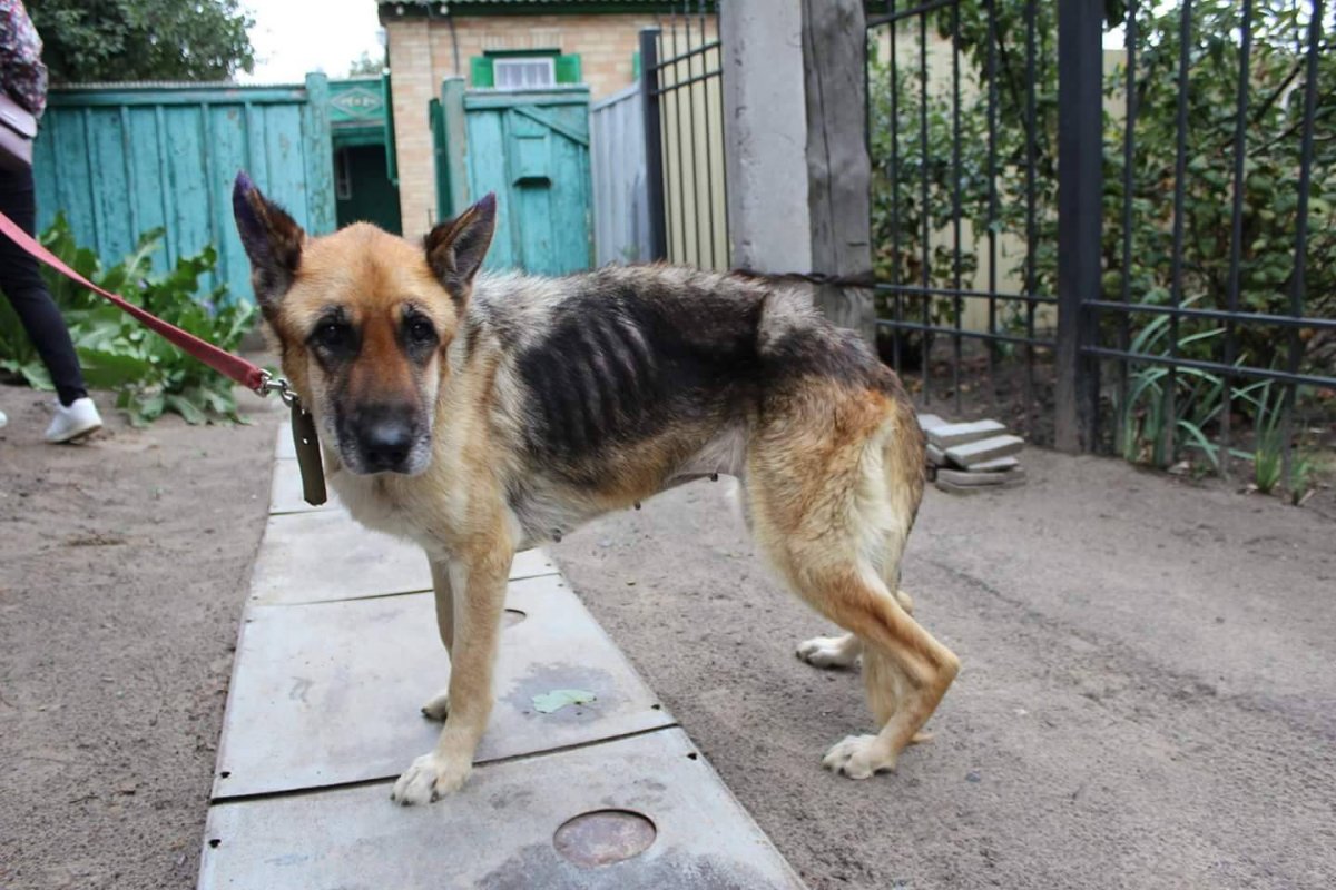 Тощая немецкая овчарка