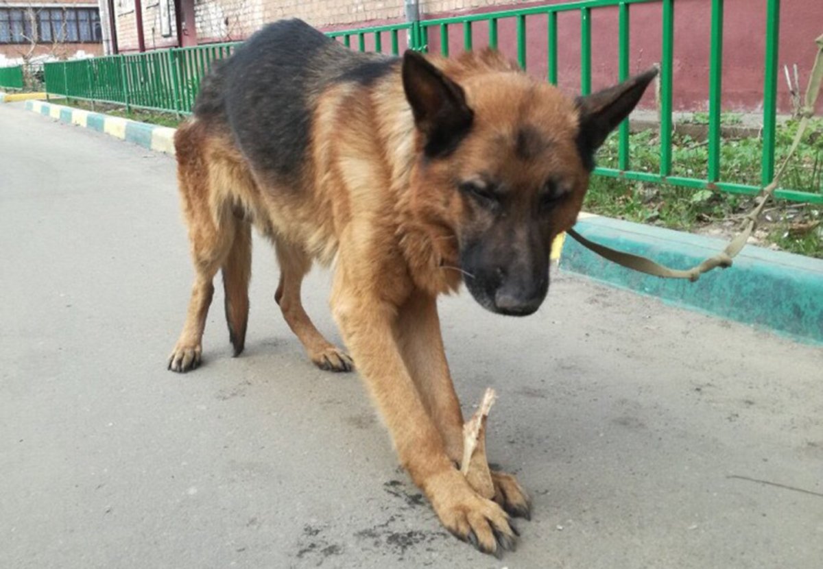 Поджарая овчарка